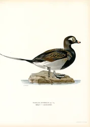Oldsquaw Duck (színes litho)
