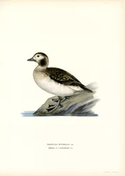 Oldsquaw Duck (színes litho)