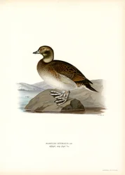 Oldsquaw Duck (színes litho)