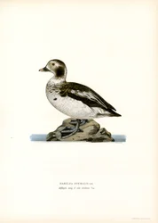 Oldsquaw Duck (színes litho)
