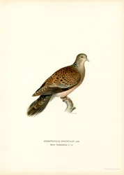 Oriental Turtle Dove (colour litho)   1412968   hu       hungarian Successfully Translated  Original: Carnaval Translat: Carnaval 1293033 hu hungarian Successfully Translated Original: Egyptische hoogwaardigheidsbekleder legt een bezoek af Translat: Egypti