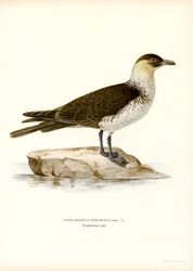 Pomarine Skua (színes tagok)