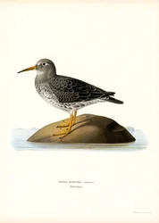 Purple Sandpiper (színes litho)