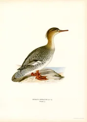 Vörösmellű lányka (színes litho)