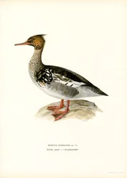 Vörösmellű lányka (színes litho)