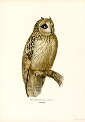Rövid fülű bagoly (színes litho)