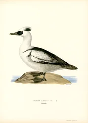 Smew (színes litó)