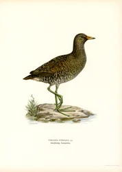 Spotted Crake (színes litó)
