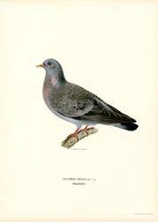 Stock Dove (színes litó)