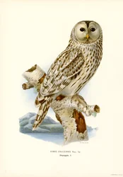 Uráli bagoly (színes litho)