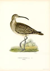 Whimbrel (színes litó)