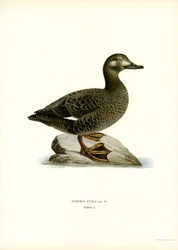 Fehérszárnyú sikló (színes litho)