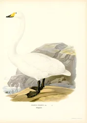 Szürke hattyú (színes részek)