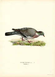 Erdei galamb (színes litho)