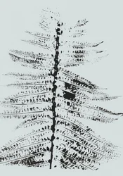 Fekete tinta Fern