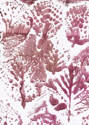 Organikus Maroon Flow