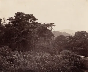 A lombozat tanulmányozása,c. 1863 (fotó)