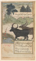 Két kék bika és két szarvas, egy baburnamából, 1589 körül (akvarell, tus, arany, papír)