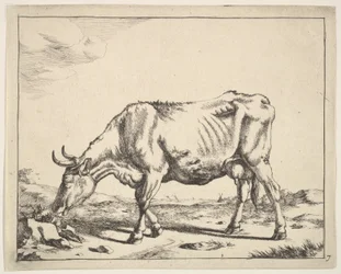 Tehén, Paulus Potter után.
