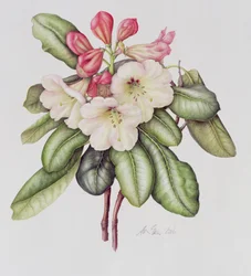 Rhododendron (akvarell papíron)
