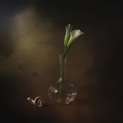 Elegáns kalla liliomok