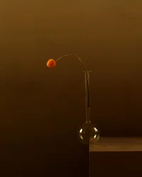 Minimalista narancssárga virág