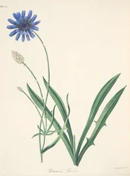Blue Catananche, az évszakok virágillusztrációiból, pub. 1829 (kézzel színezett metszet)