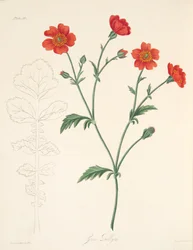 Chilean Avens, az évszakok virágillusztrációiból, pub. 1829 (kézzel színezett metszet)