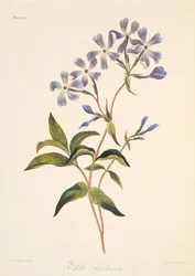 Korán virágzó Lychnidea, az évszakok virágillusztrációiból, kocsma. 1829 (kézzel színezett metszet)