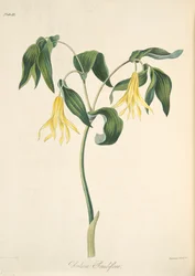 Nagyvirágú bellwort, a „Floral Illustrations of the Seasons” című, 1829-ben megjelent műből