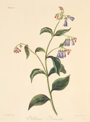Panicled Lungwort, az évszakok virágillusztrációiból, pub. 1829 (kézzel színezett metszet)