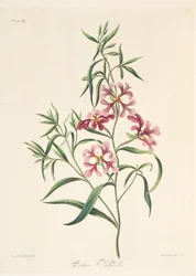 Csinos Clarkia, az évszakok virágillusztrációiból, pub. 1829 (kézzel színezett metszet)