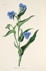 Égszínkék Commelina, az évszakok virágillusztrációiból, pub. 1829 (kézzel színezett metszet)