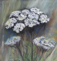 Tehénpetrezselyem (Anthriscus Sylvestris), 2021 (pasztell)