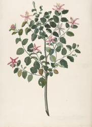 Vörös-lila virágú növény tanulmányozása Sebastiana africana purpurea, 1695.