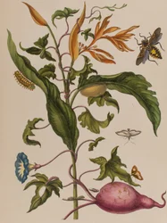 Illusztráció: „Metamorphosis insectorum Surinamensium. Ofte Change of Surinamese Insects”, 1705-ben megjelent (színes metszet)
