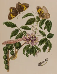 Illusztráció: „Metamorphosis insectorum Surinamensium. Ofte Change of Surinamese Insects”, 1705-ben megjelent (színes metszet)