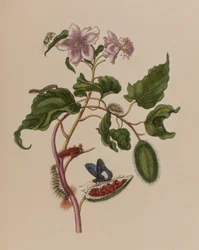 Illusztráció: „Metamorphosis insectorum Surinamensium. Ofte Change of Surinamese Insects”, 1705-ben megjelent (színes metszet)