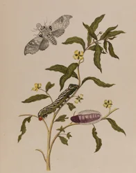 Illusztráció: „Metamorphosis insectorum Surinamensium. Ofte Change of Surinamese Insects”, 1705-ben megjelent (színes metszet)