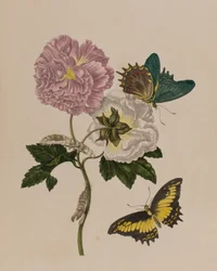 Illusztráció: „Metamorphosis insectorum Surinamensium. Ofte Change of Surinamese Insects”, 1705-ben megjelent (színes metszet)
