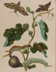 Illusztráció: „Metamorphosis insectorum Surinamensium. Ofte Change of Surinamese Insects”, 1705-ben megjelent (színes metszet)