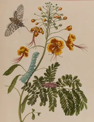 Illusztráció: „Metamorphosis insectorum Surinamensium. Ofte Change of Surinamese Insects”, 1705-ben megjelent (színes metszet)