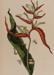 Illusztráció: „Metamorphosis insectorum Surinamensium. Ofte Change of Surinamese Insects”, 1705-ben megjelent (színes metszet)