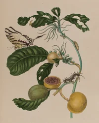 Illusztráció: „Metamorphosis insectorum Surinamensium. Ofte Change of Surinamese Insects”, 1705-ben megjelent (színes metszet)