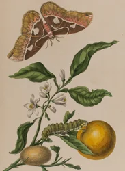 Illusztráció: „Metamorphosis insectorum Surinamensium. Ofte Change of Surinamese Insects”, 1705-ben megjelent (színes metszet)