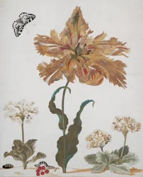 Papagáj tulipán, auriculas, piros ribizli, szarkalomlyal, hernyójával és bábjával, 1670 körül