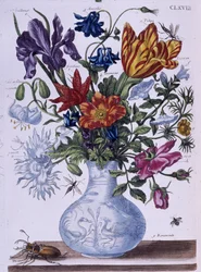 Bogár és különböző virágok - dess. szerző: Maria Sibylla Merian, n.d., kb. 18. század vége