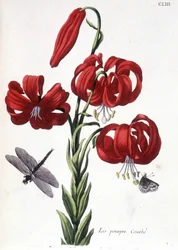 Liliom (liliom) Ívelt – Maria Sibylla de Merian „” Surinam és egész Európa rovarainak általános története” című könyvében, szerk. Desnos, Párizs