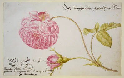 Albumlap rózsával, 1675