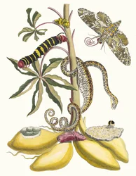 Cassave. A Metamorphosis insectorum Surinamensium könyvből, 1705.